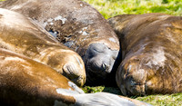 Elephant Seals