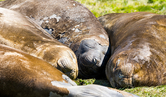 Elephant Seals