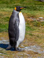 King Penguin