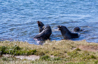 youngsters playing