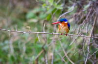 Malachite Kingfisher