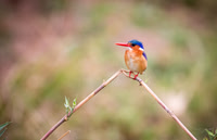 Malachite Kingfisher