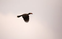 Crowned Hornbill