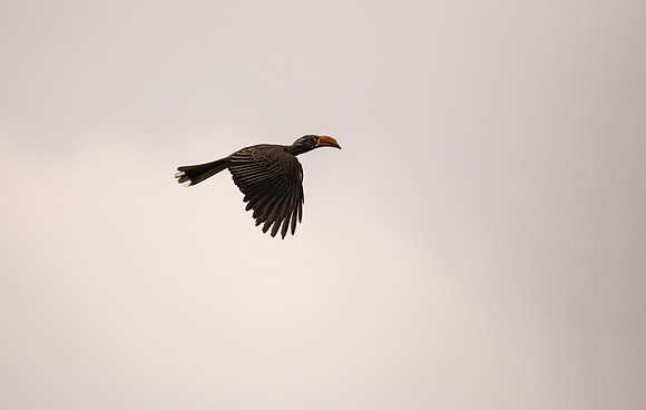 Crowned Hornbill