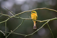 Little Bee Eater
