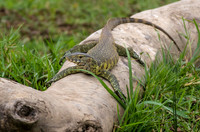 Monitor Lizard