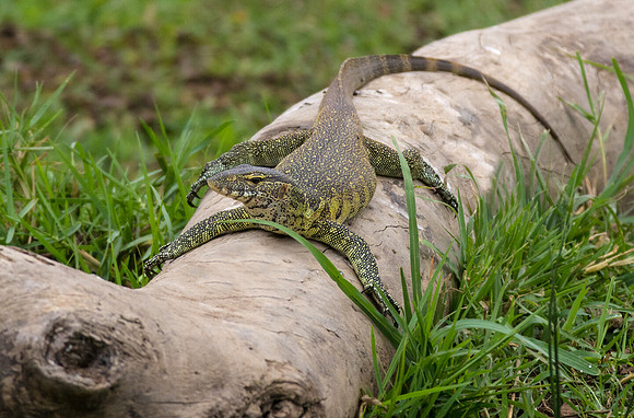 Monitor Lizard