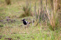 Blacksmith Lapwing
