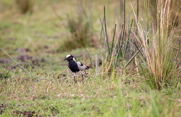 Blacksmith Lapwing