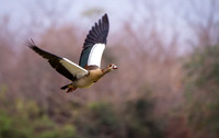 Egyptian Goose