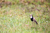 Long-toed Lapwing