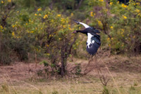 Spur-winged Goose