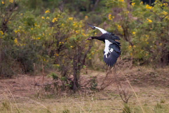 Spur-winged Goose