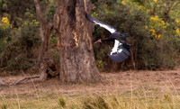 Spur-winged Goose