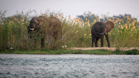 First Elephants on the River