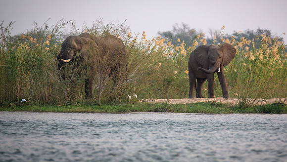 First Elephants on the River