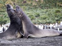 Elephant Seals