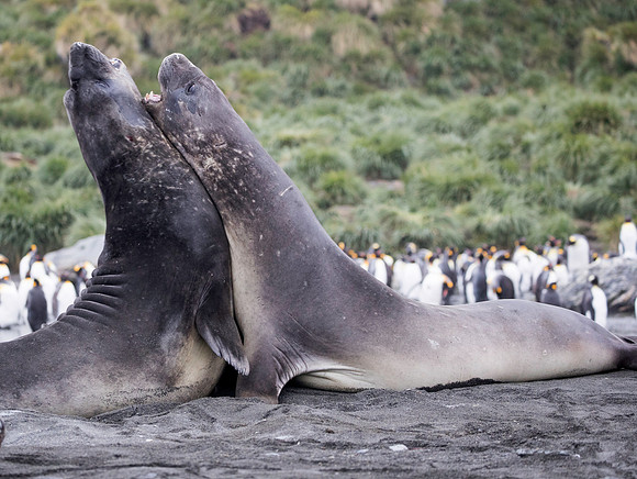 Elephant Seals