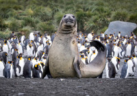 Elephant Seal stretch