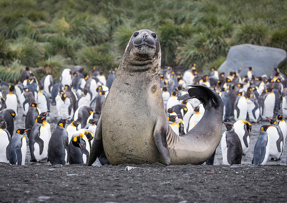 Elephant Seal stretch