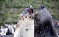 Elephant Seals begin the wrestling match