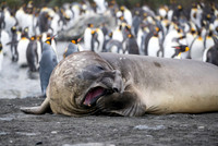 ...and yawn