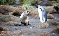 Curious young fur seal