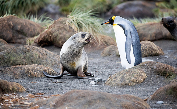 Curious young fur seal