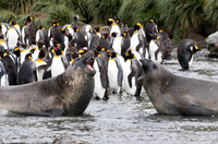 Elephant Seals trash talking?