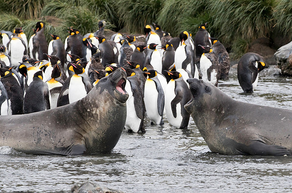Elephant Seals trash talking?