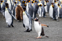 Gentoo among the Kings