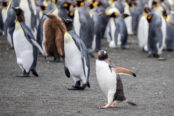 Gentoo among the Kings