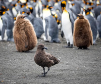 Marauding Skua