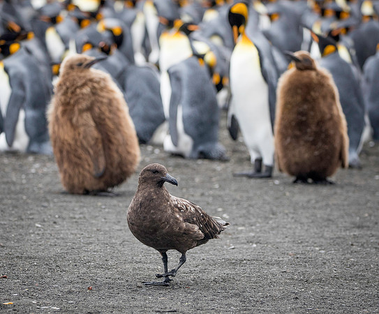 Marauding Skua