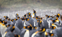 King penguins