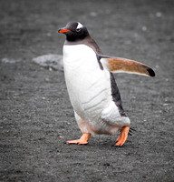 Gentoo heading to sea