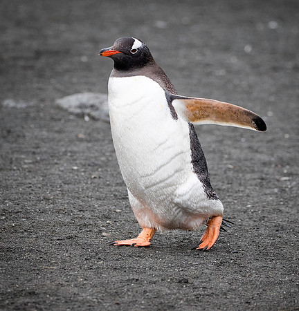 Gentoo heading to sea