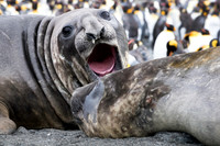 Elephant Seals