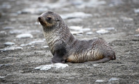 Fur Seal