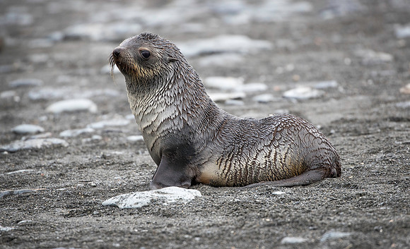 Fur Seal