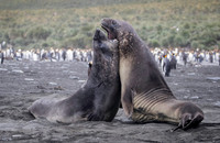 Elephant Seals