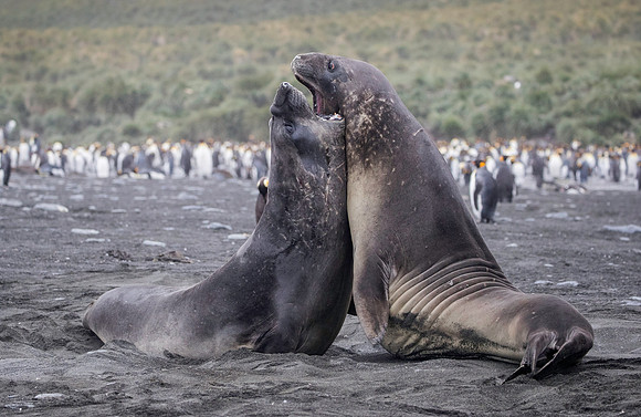 Elephant Seals