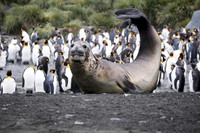 Elephant Seal