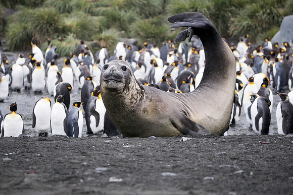 Elephant Seal