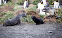 Young fur seals