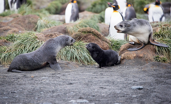 Young fur seals