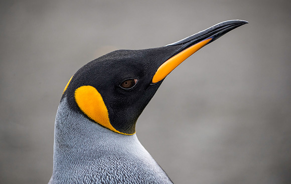 King Penguin