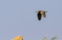 Black-crowned Night Heron
