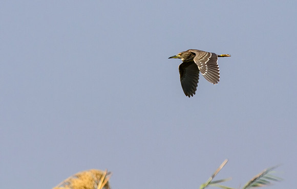 Black-crowned Night Heron
