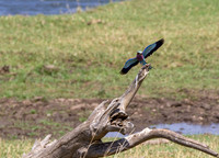 Lilac-breasted Roller
